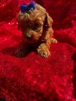 Fryda, a female Poodle - Toy  for sale in Pearland, TX – 3 of 5