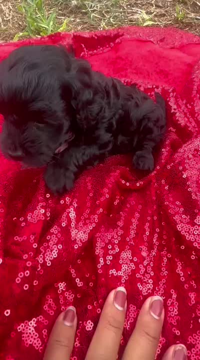 Cookie , a female Maltipoo for sale in Pearland, TX – 3 of 7