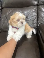 Luka , a male Shihpoo for sale in Pearland, TX – 2 of 4