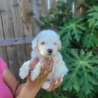 Ruby, a female Poodle - Toy  for sale in Pearland, TX – 1 of 4