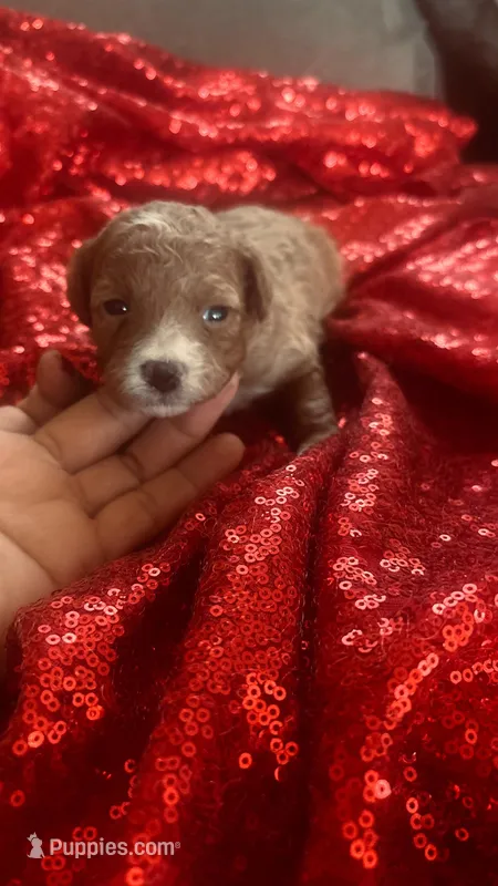 Romeo – Poodle - Toy  puppy for sale in Pearland, TX