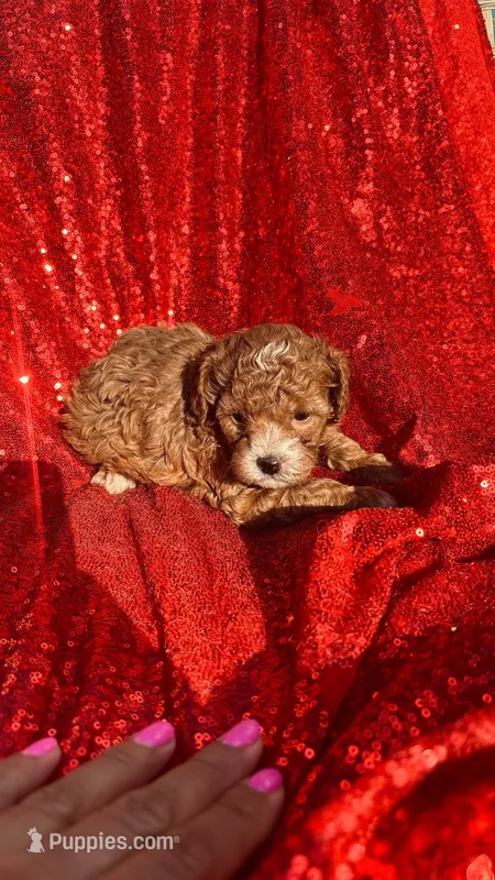 Romeo – Poodle - Toy  puppy for sale in Pearland, TX