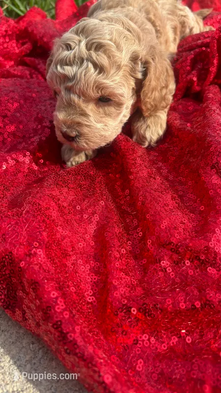Terry  – Maltipoo puppy for sale in Pearland, TX