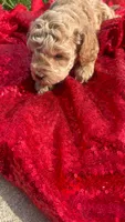 Terry , a male Maltipoo for sale in Pearland, TX – 1 of 5