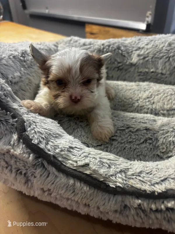 Maple – Yorkshire Terrier puppy for sale in Pearland, TX