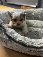 Maple, a male Yorkshire Terrier for sale in Pearland, TX – 1 of 9