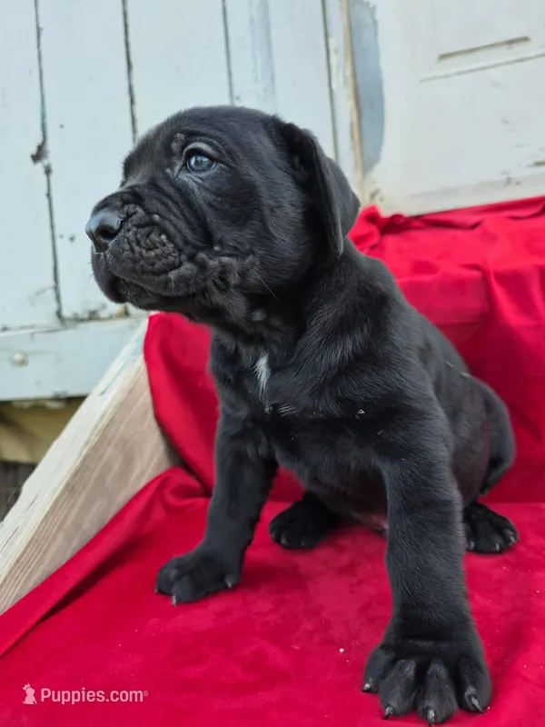 Rocki  – Cane Corso puppy for sale in Pearland, TX