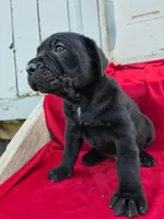 Rocki , a male Cane Corso for sale in Pearland, TX – 1 of 6