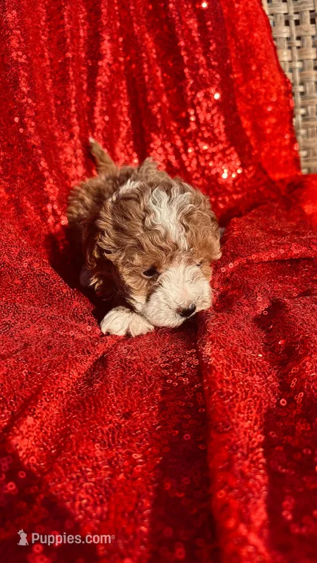 Mimi  – Poodle - Toy  puppy for sale in Pearland, TX