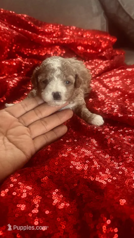 Mimi  – Poodle - Toy  puppy for sale in Pearland, TX