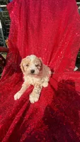 Rick, a male Poodle - Toy  for sale in Pearland, TX – 4 of 4