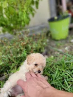 Ruby, a female Maltipoo for sale in Pearland, TX – 7 of 8
