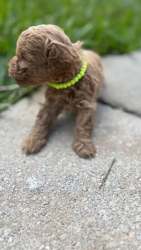 Romeo  – Poodle - Toy  puppy for sale in Pearland, TX