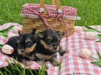Jackson , a male Yorkshire Terrier for sale in Pearland, TX – 2 of 3