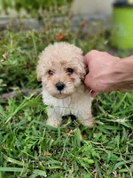 Ruby, a female Maltipoo for sale in Pearland, TX – 2 of 8