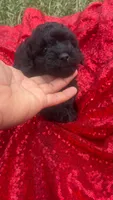 Cooper , a male Shihpoo for sale in Pearland, TX – 5 of 9