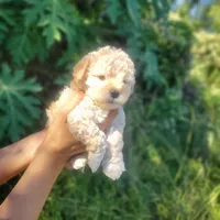Shasha, a female Poodle - Toy  for sale in Pearland, TX – 4 of 8