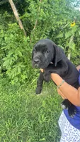 Becky , a female Cane Corso for sale in Pearland, TX – 3 of 3