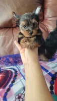 James , a male Yorkshire Terrier for sale in Pearland, TX – 2 of 9