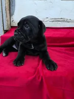 Rocki , a male Cane Corso for sale in Pearland, TX – 4 of 6