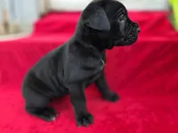 Rocki , a male Cane Corso for sale in Pearland, TX – 6 of 6
