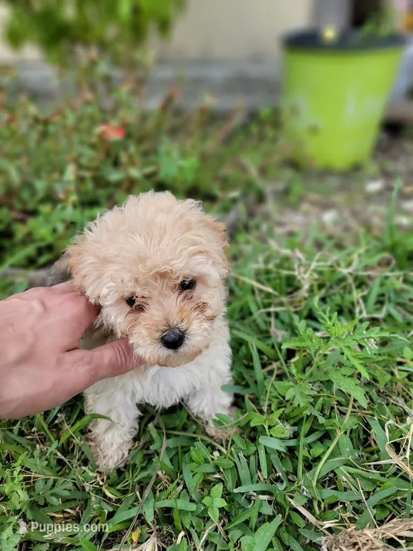Ruby – Maltipoo puppy for sale in Pearland, TX