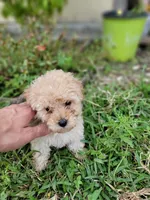Ruby, a female Maltipoo for sale in Pearland, TX – 1 of 8