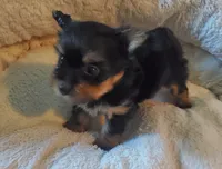 Oliver , a male Yorkshire Terrier for sale in Pearland, TX – 3 of 5
