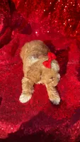 Dior, a female Poodle - Toy  for sale in Pearland, TX – 3 of 3