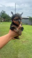 James , a male Yorkshire Terrier for sale in Pearland, TX – 4 of 9