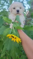 Shofie, a female Maltipoo for sale in Pearland, TX – 2 of 7