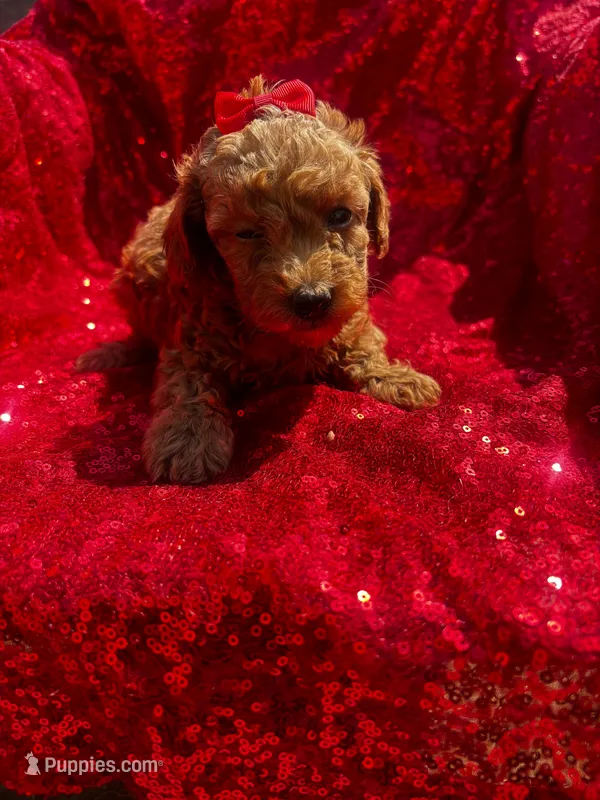 Fryda – Poodle - Toy  puppy for sale in Pearland, TX