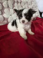 Cookie , a male Yorkshire Terrier for sale in Pearland, TX – 7 of 9