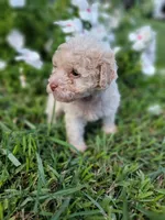 Snow, a male Poodle - Toy  for sale in Pearland, TX – 2 of 10
