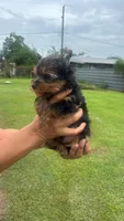 James , a male Yorkshire Terrier for sale in Pearland, TX – 5 of 9