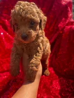 Pedro, a male Poodle - Toy  for sale in Pearland, TX – 3 of 4
