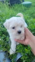Shofie, a female Maltipoo for sale in Pearland, TX – 6 of 7