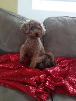 Daisy , a female Poodle - Toy  for sale in Pearland, TX – Photo 9 of 9