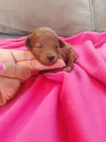 Daisy , a female Poodle - Toy  for sale in Pearland, TX – Photo 6 of 9