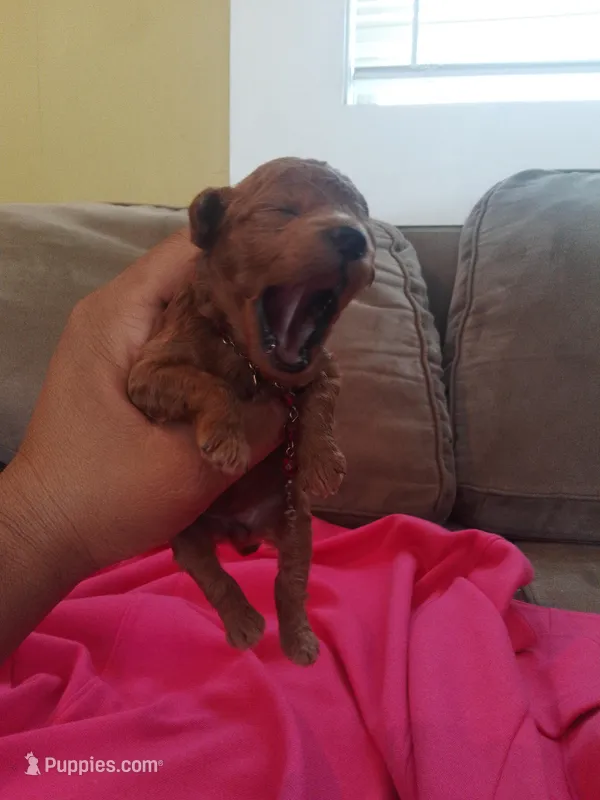 Daisy  – Poodle - Toy  puppy for sale in Pearland, TX