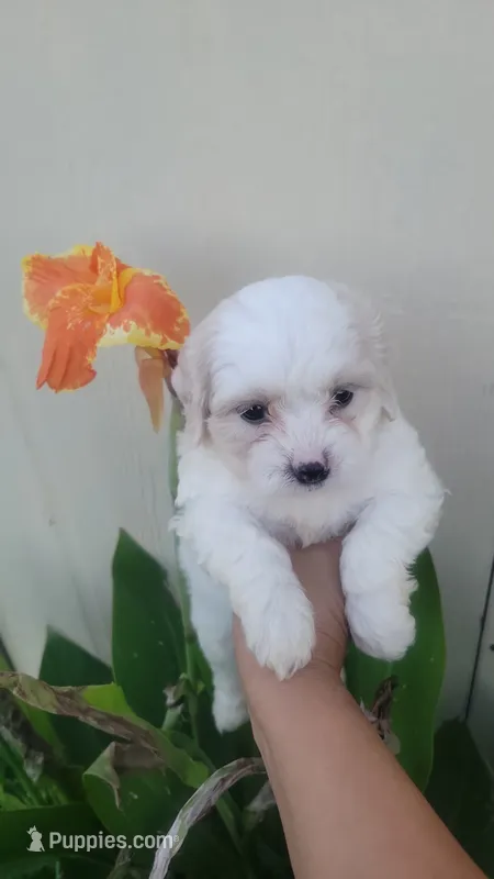 Shofie – Maltipoo puppy for sale in Pearland, TX