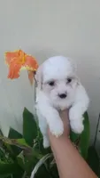 Shofie, a female Maltipoo for sale in Pearland, TX – 1 of 7