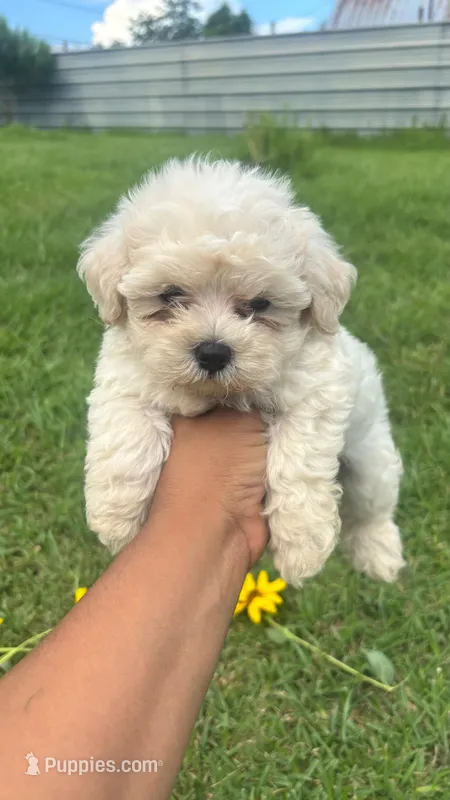 Shofie – Maltipoo puppy for sale in Pearland, TX