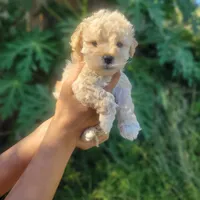 Shasha, a female Poodle - Toy  for sale in Pearland, TX – 3 of 8