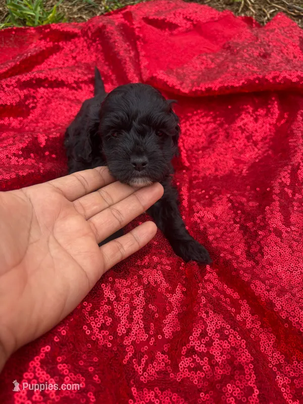 Cookie  – Maltipoo puppy for sale in Pearland, TX