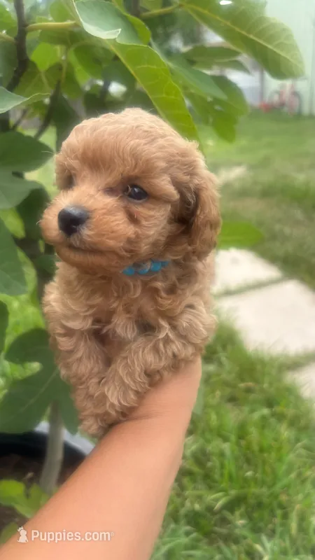 Teddy  – Poodle - Toy  puppy for sale in Pearland, TX