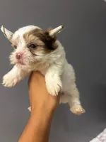 Maple, a male Yorkshire Terrier for sale in Pearland, TX – 2 of 9