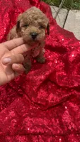 Rachell , a female Poodle - Toy  for sale in Pearland, TX – 5 of 6
