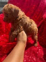 Fryda, a female Poodle - Toy  for sale in Pearland, TX – 4 of 5