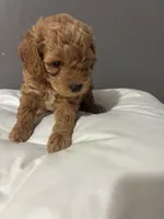 Lilac  , a female Maltipoo for sale in Pearland, TX – 4 of 6
